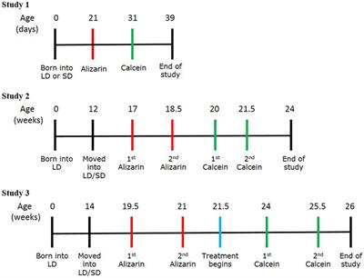 Photoperiod-Induced Increases in Bone Mineral Apposition Rate in Siberian Hamsters and the Involvement of Seasonal Leptin Changes